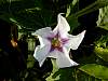 DSCN4332.jpg