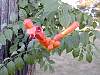 DSCN4345.jpg